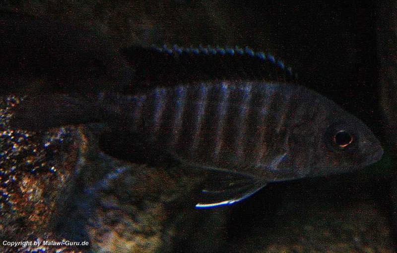 Aulonocara koningsi 'Mbenji Island'